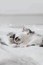 Cute little kittens sleeping on soft bed. Adorable sweet two kitties lying and relaxing on blanket Royalty Free Stock Photo