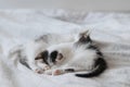 Cute little kittens sleeping on soft bed. Adorable sweet two kitties lying and relaxing on blanket Royalty Free Stock Photo