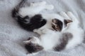 Cute little kittens sleeping on soft bed. Adorable sweet two kitties lying and relaxing on blanket Royalty Free Stock Photo