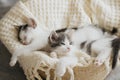 Cute little kittens sleeping on soft blanket in basket. Portrait of adorable sweet kitties napping Royalty Free Stock Photo