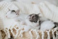 Cute little kittens sleeping on soft blanket in basket. Portrait of adorable sweet kitties napping Royalty Free Stock Photo