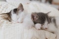 Cute little kittens sleeping on soft blanket in basket. Portrait of adorable sweet kitties napping Royalty Free Stock Photo