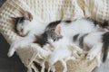 Cute little kittens sleeping on soft blanket in basket. Portrait of adorable sweet kitties napping Royalty Free Stock Photo