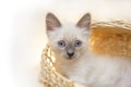 Cute little kittens. Sweet  Cozy baby cat. Nice kitty Royalty Free Stock Photo