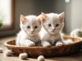 Two cute little kittens