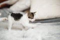 Cute little kittens walking on bed. Two adorable funny kittens playing in bedroom