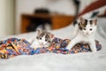 Cute little kittens walking on colorful dress on bed. Two adorable funny kittens playing in bedroom