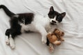 Cute little kitty with amazing eyes playing with little teddy to