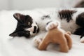 Cute little kitty with amazing eyes playing with little teddy to