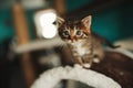 Cute little kitty with big eyes Royalty Free Stock Photo