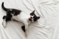 Cute little kitty playing on white bed sheets, showing tongue, i Royalty Free Stock Photo