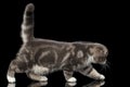 Cute little kitty scottish fold breed on isolated black background Royalty Free Stock Photo