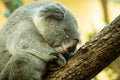 A cute little koala sleeping on a tree in a zoo