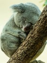 A cute little koala sleeping on a tree in a zoo