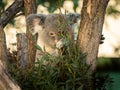 A cute little koala sitting on a tree in a zoo