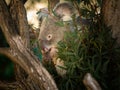 A cute little koala sitting on a tree in a zoo