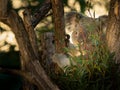 A cute little koala sitting on a tree in a zoo