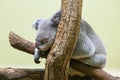 A cute little koala sleeping on a tree in a zoo Royalty Free Stock Photo