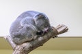 A cute little koala sleeping on a tree in a zoo Royalty Free Stock Photo
