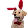 Cute little labrador retriever with bunny ears sticking out tongue Royalty Free Stock Photo