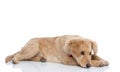 Cute little labrador retriever dog wearing red bowtie and laying down Royalty Free Stock Photo