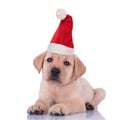 Cute little labrador retriever puppy wearing santa hat Royalty Free Stock Photo