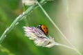 Cute little ladybug with red wings and black dotted hunting for plant louses as biological pest control and natural insecticide