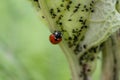 Cute little ladybug with red wings and black dotted hunting for plant louses as biological pest control and natural insecticide