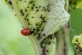 Cute little ladybug with red wings and black dotted hunting for plant louses as biological pest control and natural insecticide Royalty Free Stock Photo