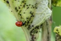 Cute little ladybug with red wings and black dotted hunting for plant louses as biological pest control and natural insecticide