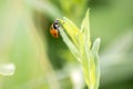 Cute little ladybug with red wings and black dotted hunting for plant louses as biological pest control and natural insecticide