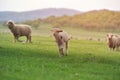 Cute little lamb on fresh spring green meadow during sunrise Royalty Free Stock Photo