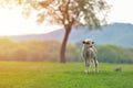 Cute little lamb on fresh spring green meadow during sunrise Royalty Free Stock Photo
