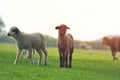 Cute little lamb on fresh spring green meadow during sunrise Royalty Free Stock Photo