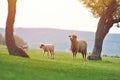 Cute little lamb on fresh spring green meadow during sunrise Royalty Free Stock Photo