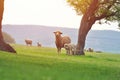 Cute little lamb on fresh spring green meadow during sunrise Royalty Free Stock Photo