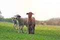 Cute little lamb on fresh spring green meadow during sunrise Royalty Free Stock Photo