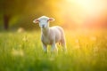 Cute little lamb on fresh spring green meadow during sunrise background Royalty Free Stock Photo