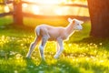 Cute little lamb on fresh spring green meadow during sunrise background Royalty Free Stock Photo