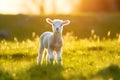 Cute little lamb on fresh spring green meadow during sunrise background Royalty Free Stock Photo