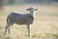 Cute little lamb on fresh spring green meadow during sunrise Royalty Free Stock Photo