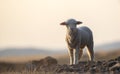 Cute little lamb on fresh spring green meadow during sunrise Royalty Free Stock Photo