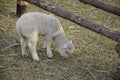 Cute little lamb on fresh spring green meadow during sunrise Royalty Free Stock Photo