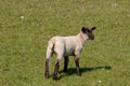 Cute little lamb in a grazing land