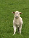 Cute little lamb looking at you Royalty Free Stock Photo