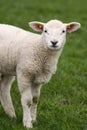 Cute little lamb looking at you Royalty Free Stock Photo