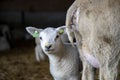 Cute little lamb looks at the camera from behind her mother, yellow medicine on her mouth Royalty Free Stock Photo