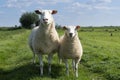 Cute little lamb and mother sheep ewe on a dike in fresh spring green meadow in the sun Royalty Free Stock Photo