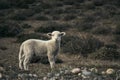 Cute little lamb on the Patagonian plateau during spring sunrise.