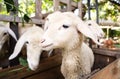 Cute little lamb portrait Royalty Free Stock Photo